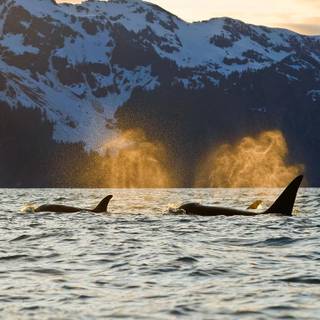 Kenai Fjords National Park Alaska wallpaper
