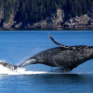 Kenai Fjords National Park Alaska wallpaper