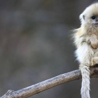 Squirrel monkey wallpaper