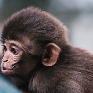 4k monkey wallpaper