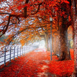 Autumn desktop 4k wallpaper