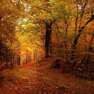 Autumn desktop 4k wallpaper