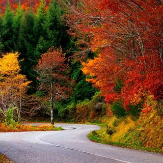 Colorful path autumn forest PC wallpaper