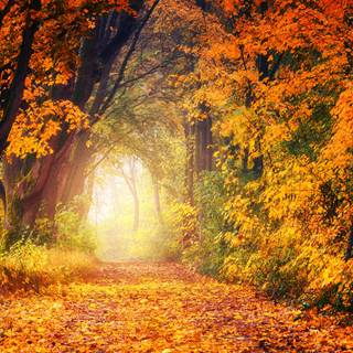 Colorful path autumn forest PC wallpaper