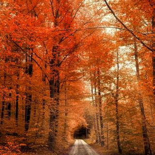 Autumn iPhone 4k wallpaper