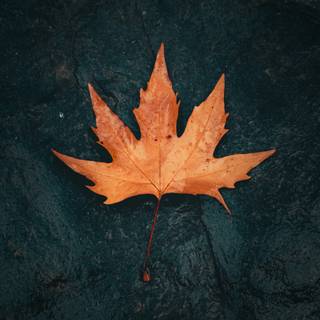 Autumn phone 4k wallpaper