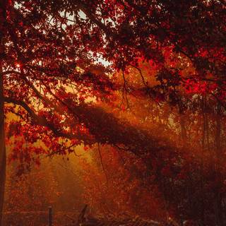 Autumn leaves night wallpaper