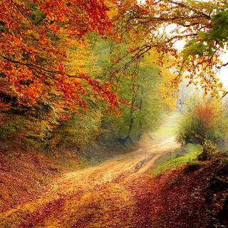 Colorful path autumn forest PC wallpaper