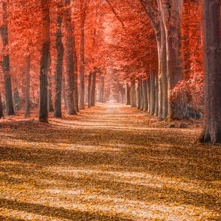 Colorful path autumn forest PC wallpaper
