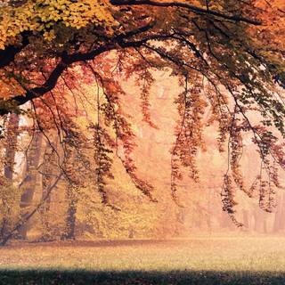 Red autumn 3840x1080 wallpaper