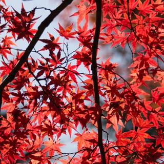 Red autumn 3840x1080 wallpaper