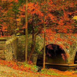 Colorful path autumn forest PC wallpaper