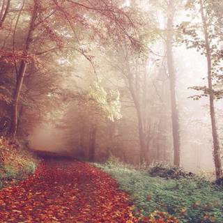 Colorful path autumn forest PC wallpaper