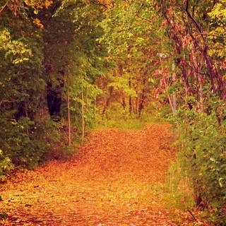 Autumn desktop 4k wallpaper