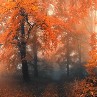 Colorful path autumn forest PC wallpaper