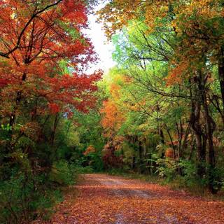 Colorful path autumn forest PC wallpaper