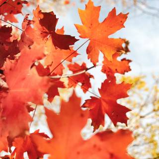 Autumn season portrait wallpaper