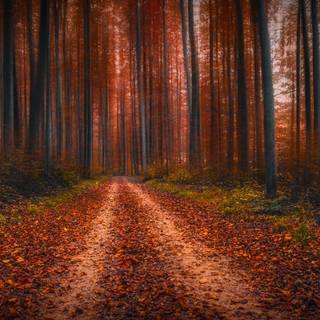 Colorful path autumn forest PC wallpaper