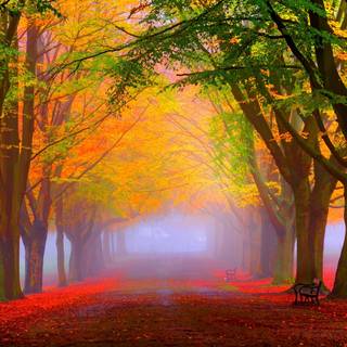 Colorful path autumn forest PC wallpaper