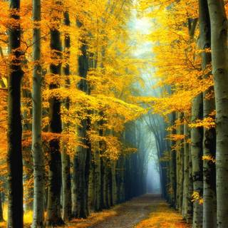 Colorful path autumn forest PC wallpaper