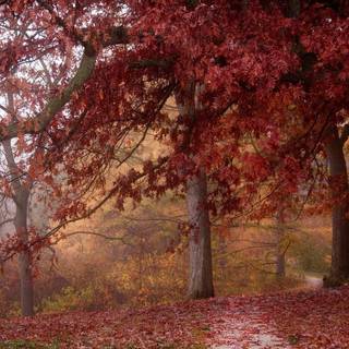 Colorful path autumn forest PC wallpaper