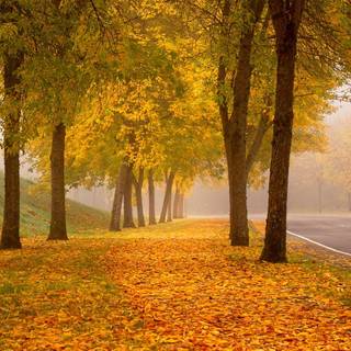 Colorful path autumn forest PC wallpaper