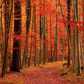 Colorful path autumn forest PC wallpaper