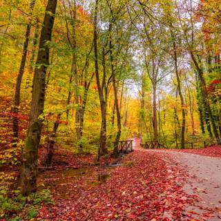 Colorful path autumn forest PC wallpaper