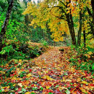 Colorful path autumn forest PC wallpaper
