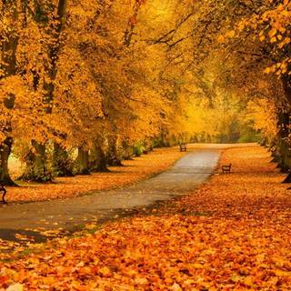 Colorful path autumn forest PC wallpaper