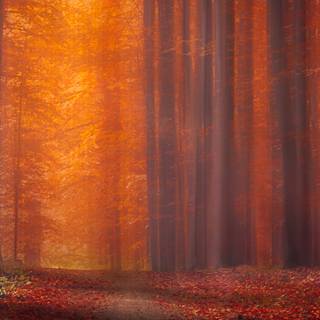 Red autumn 3840x1080 wallpaper