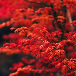 Red autumn 3840x1080 wallpaper