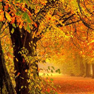 Autumn season portrait wallpaper