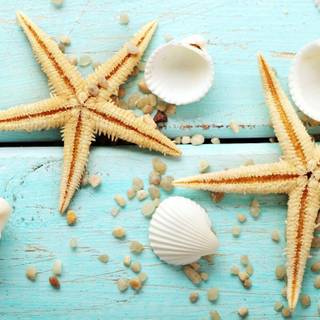Summer seashell wallpaper