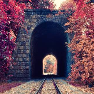 Autumn season portrait wallpaper