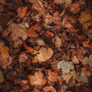 Autumn dry leaf wallpaper