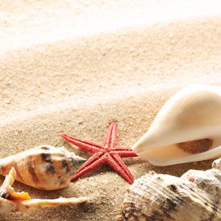 Summer seashell wallpaper