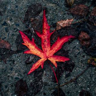 Autumn dry leaf wallpaper