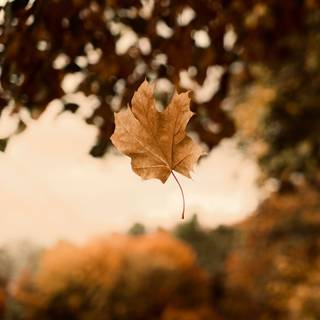 Autumn dry leaf wallpaper