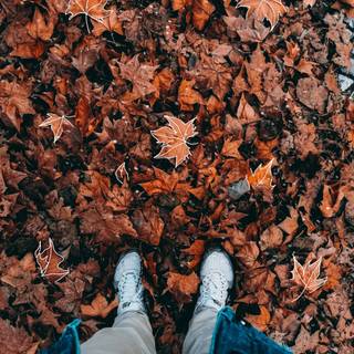 Autumn dry leaf wallpaper