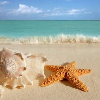 Summer seashell wallpaper