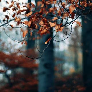 Autumn dry leaf wallpaper