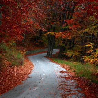 Autumn season portrait wallpaper