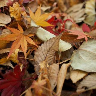 Autumn dry leaf wallpaper