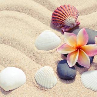 Summer seashell wallpaper
