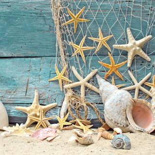 Summer seashell wallpaper