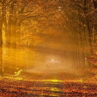 Autumn season portrait wallpaper