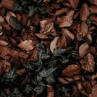 Autumn dry leaf wallpaper