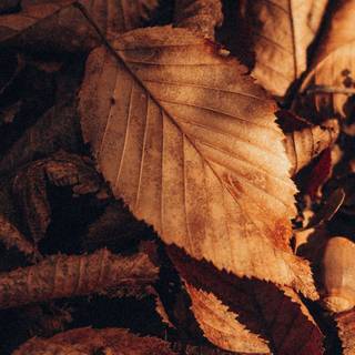 Autumn dry leaf wallpaper