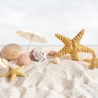 Summer seashell wallpaper